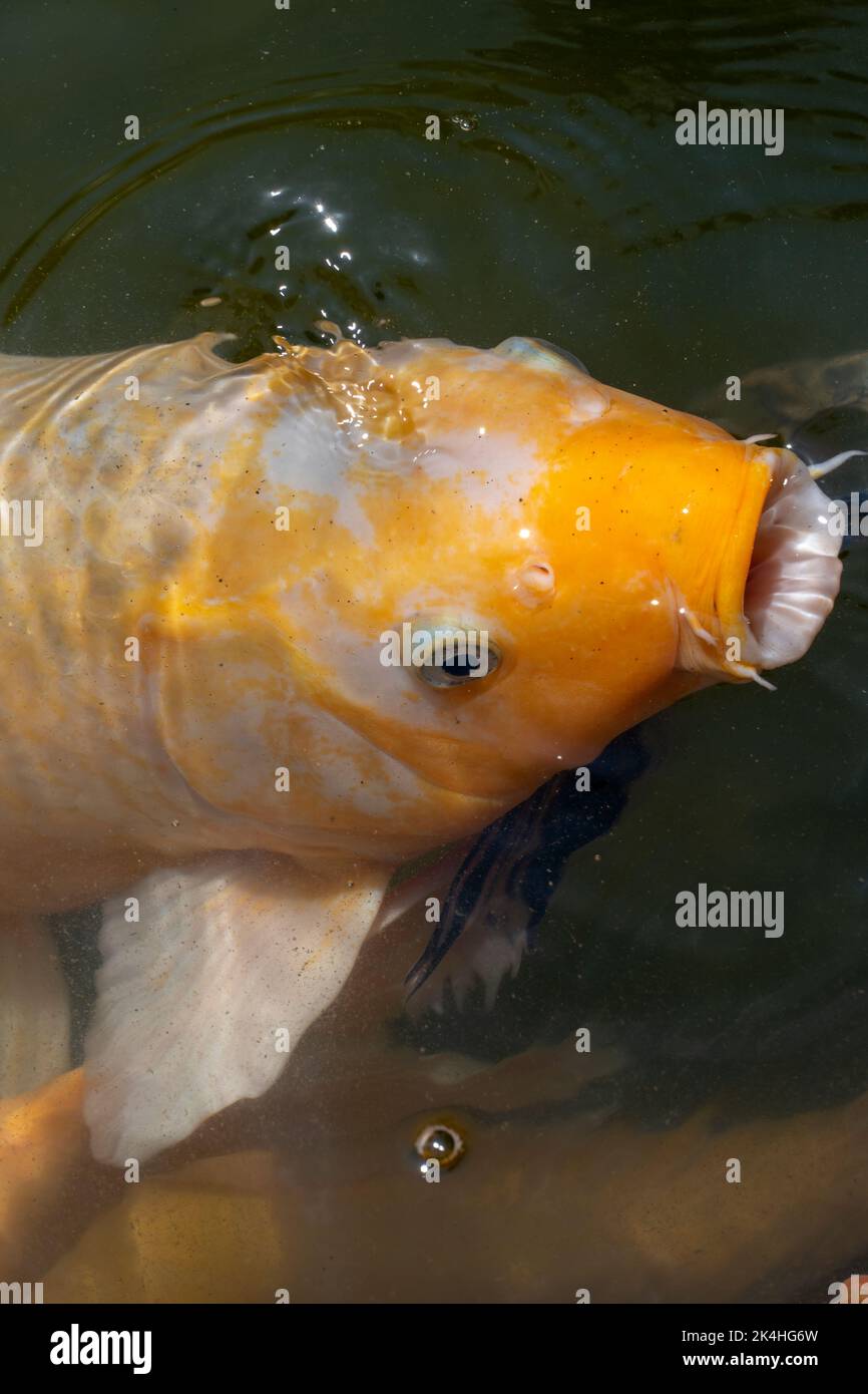 Cyprinus carpio koi, pesce koi primo piano, colore dorato con bianco, aprendo la bocca per prendere cibo, messico, guadalajara Foto Stock