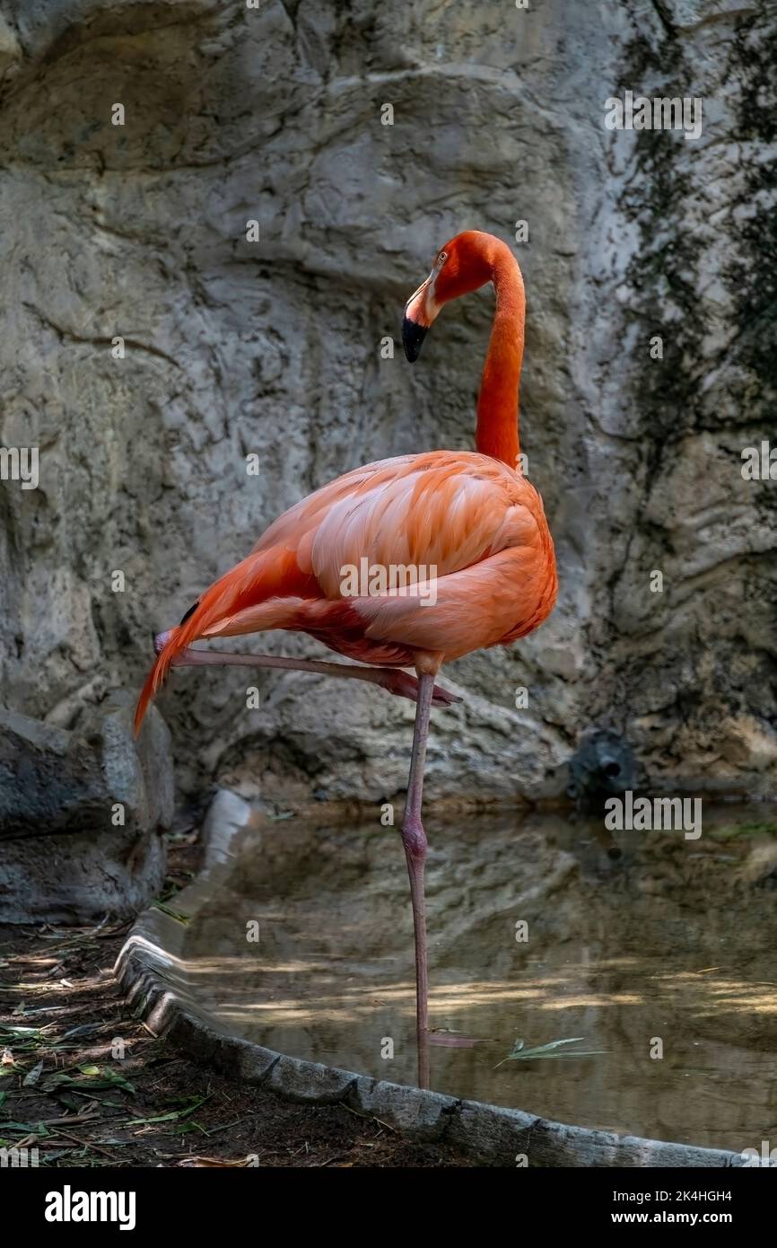 Flamingo visto da vicino, dietro una cascata, animale rosa piume, messico Foto Stock