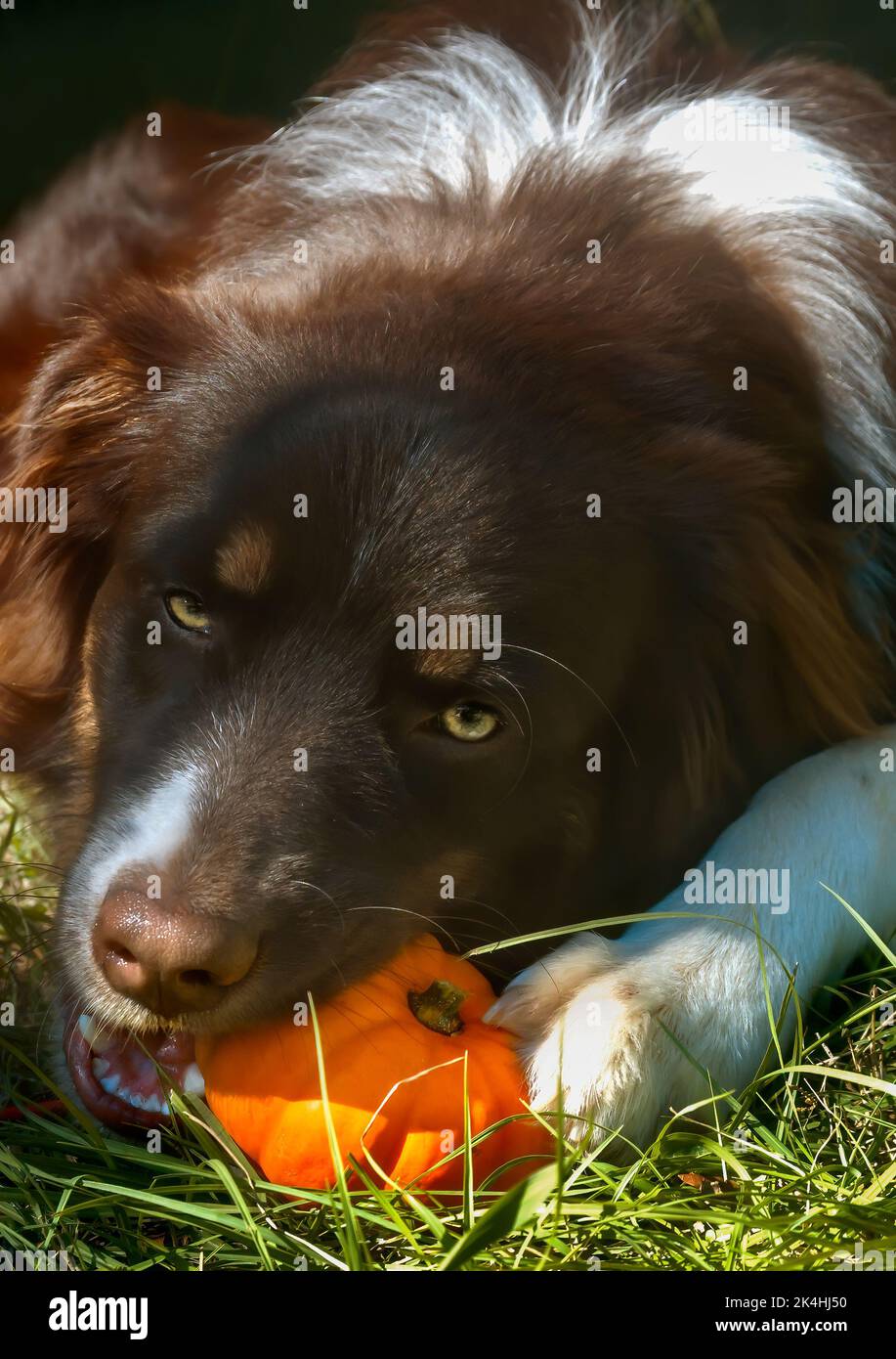 Cowboy, un cane pastore australiano di otto mesi, spuntini su una zucca in miniatura, 30 ottobre 2008, a Northport, Alabama. Foto Stock