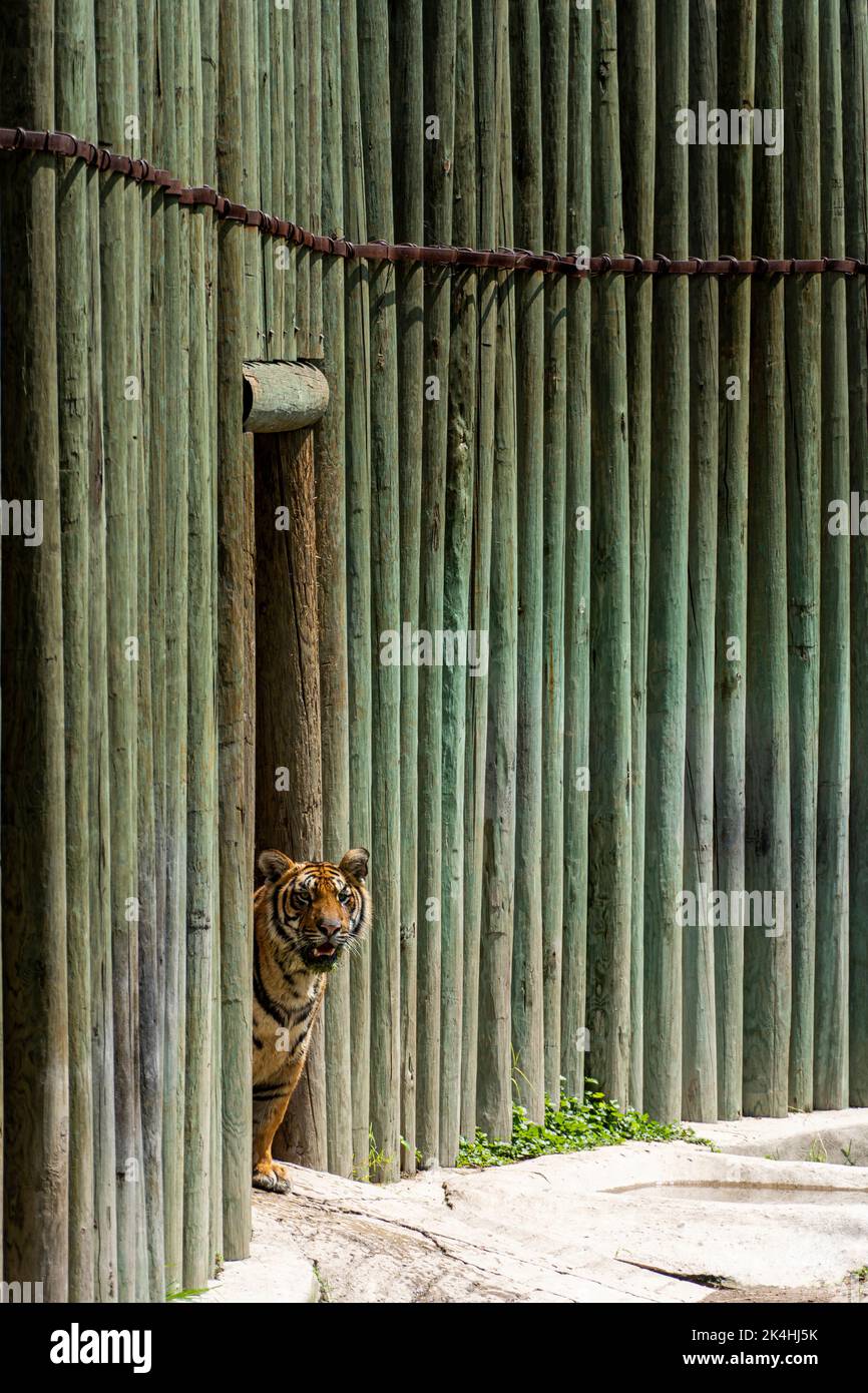 Due tigri bengala, Panthera tigris tigris camminando all'interno del loro rifugio presso lo zoo, messico Foto Stock