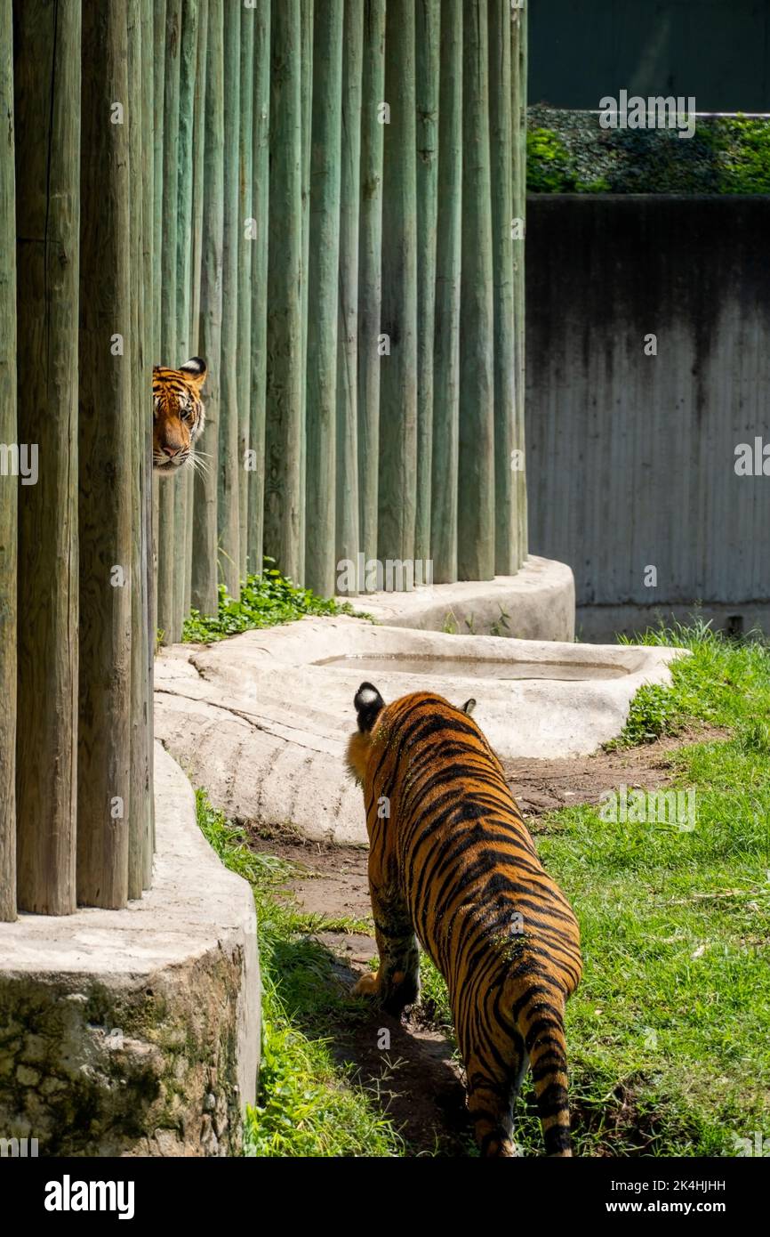 Due tigri bengala, Panthera tigris tigris camminando all'interno del loro rifugio presso lo zoo, messico Foto Stock