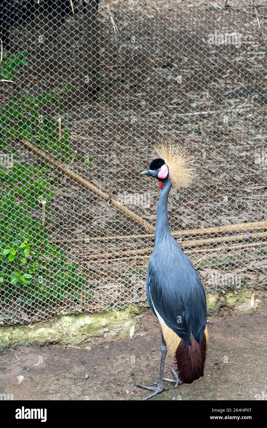 Gru a corona, Balearica Regulorum, all'interno di una gabbia a rete allo zoo, un uccello con piume dai colori vivaci, Messico Foto Stock