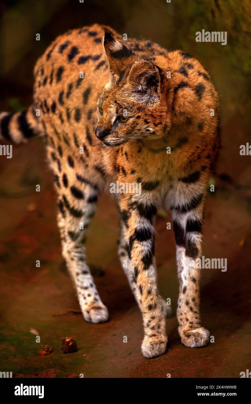 Serval Cat è un gatto selvatico originario dell'Africa Foto Stock