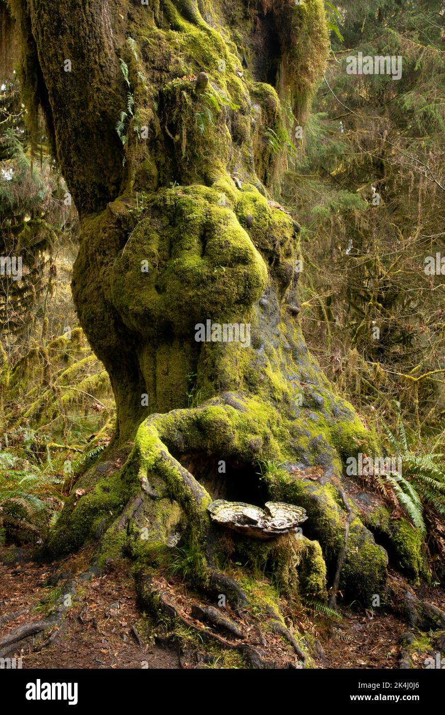 WA22111-00...WASHINGTON - fungo gigante su un albero con un grande burl nella foresta pluviale di Hoh, Parco Nazionale Olimpico. Foto Stock