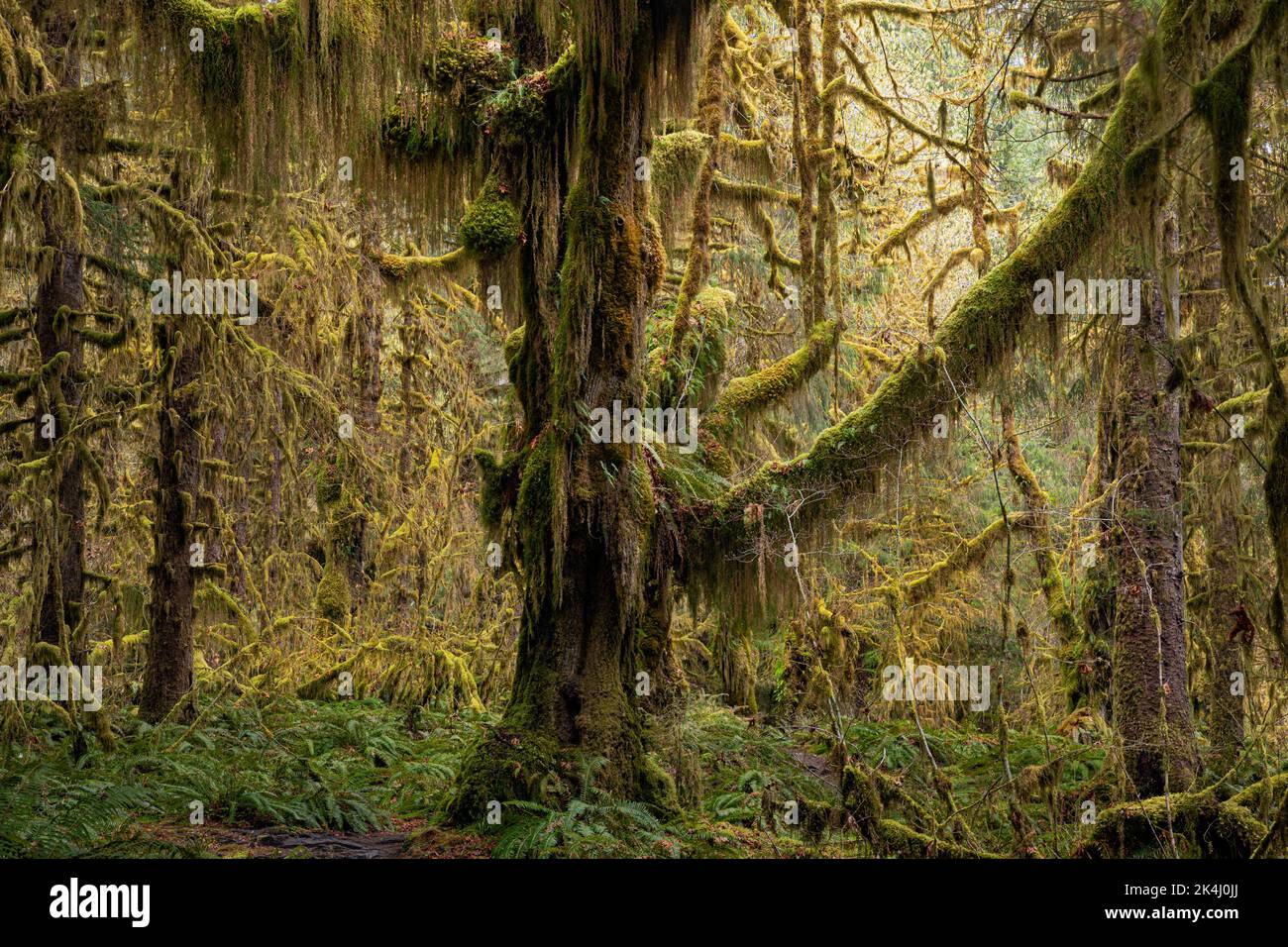 WA22112-00...WASHINGTON - il Moss ha coperto gli alberi grandi dell'acero delle foglie e una sottorietà dei ferns occidentali della spada nella foresta pluviale di Hoh, parco nazionale olimpico. Foto Stock