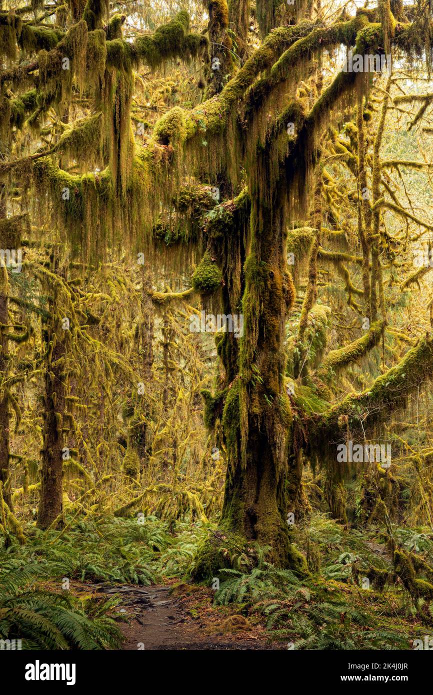 WA22113-00...WASHINGTON - il Moss ha coperto gli alberi grandi dell'acero delle foglie e una sottorietà dei ferns occidentali della spada nella foresta pluviale di Hoh, parco nazionale olimpico. Foto Stock