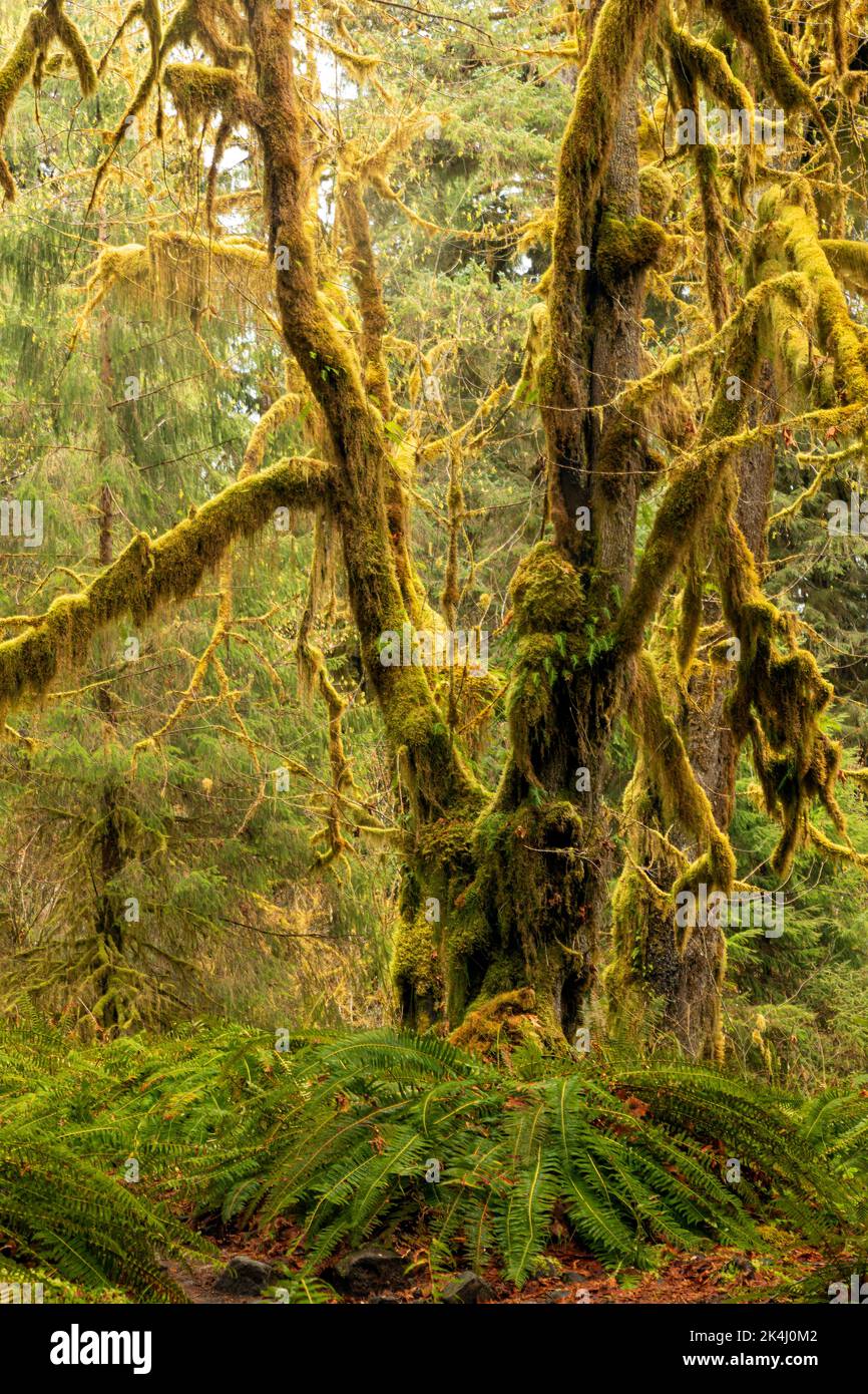 WA22116-00...WASHINGTON - il muschio coprì gli alberi grandi dell'acero delle foglie e una sottorietà di Western Sword Ferns in un giorno piovoso nella foresta pluviale di Hoh. Foto Stock