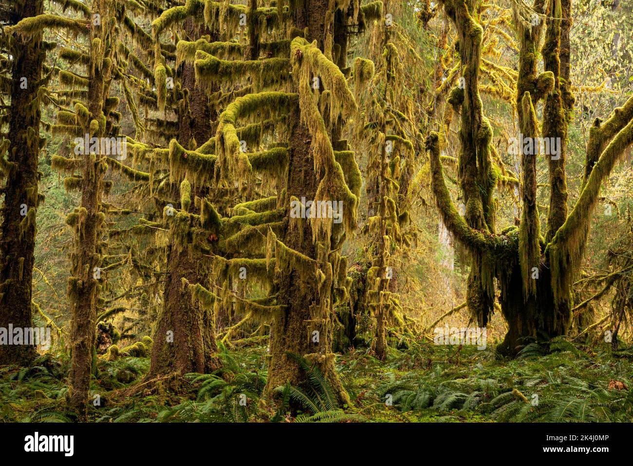 WA22118-00..WASHINGTON - Moss coprì l'acero della foglia grande che cresce vicino agli alberi di abete e ad una sottorietà di Sword Ferns in un giorno piovoso nella foresta pluviale di Hoh. Foto Stock