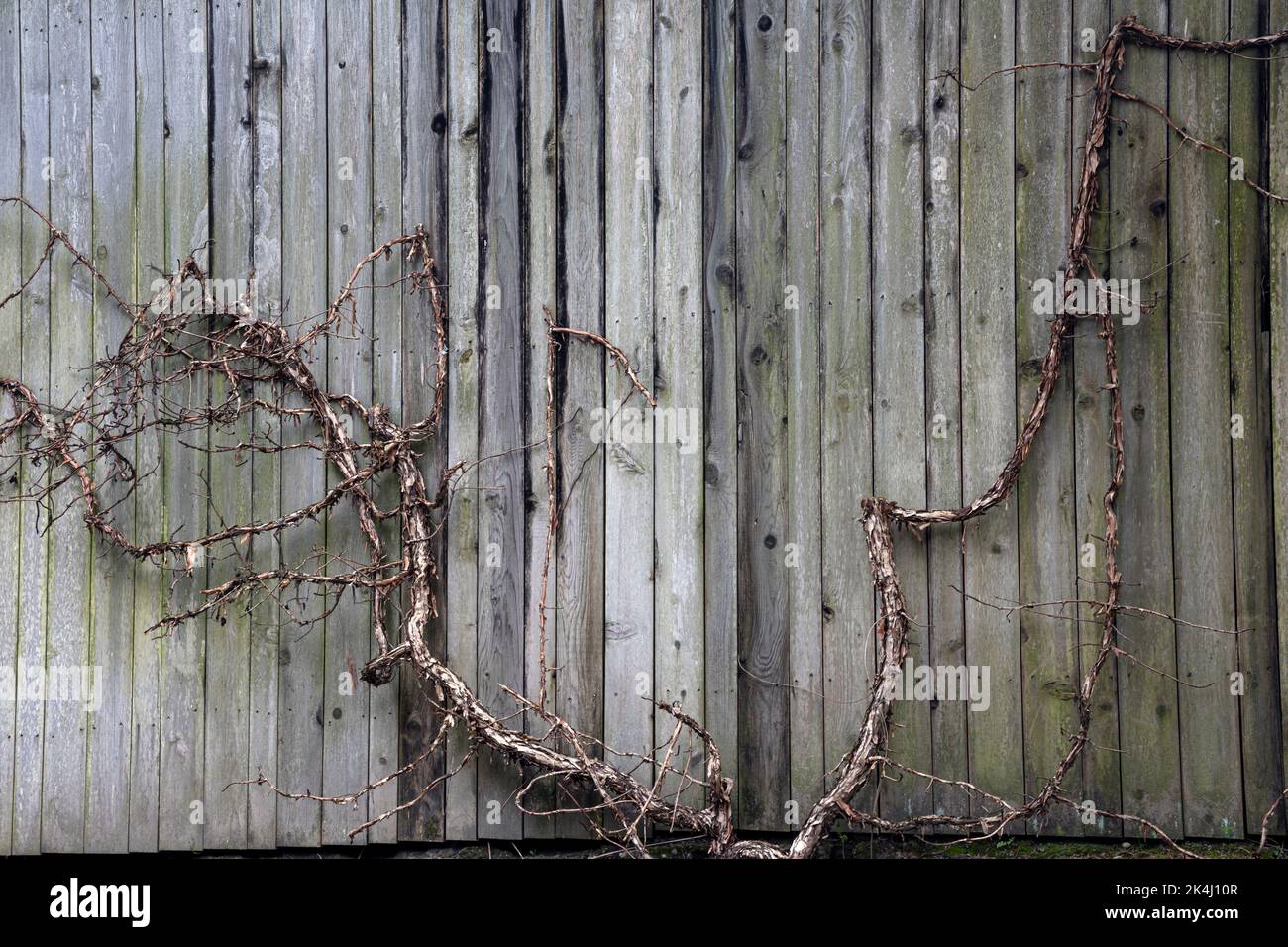 WA22133-00...WASHINGTON - vite che cresce su una recinzione di legno a Kubota Gardens, un Seattle City Park. Foto Stock