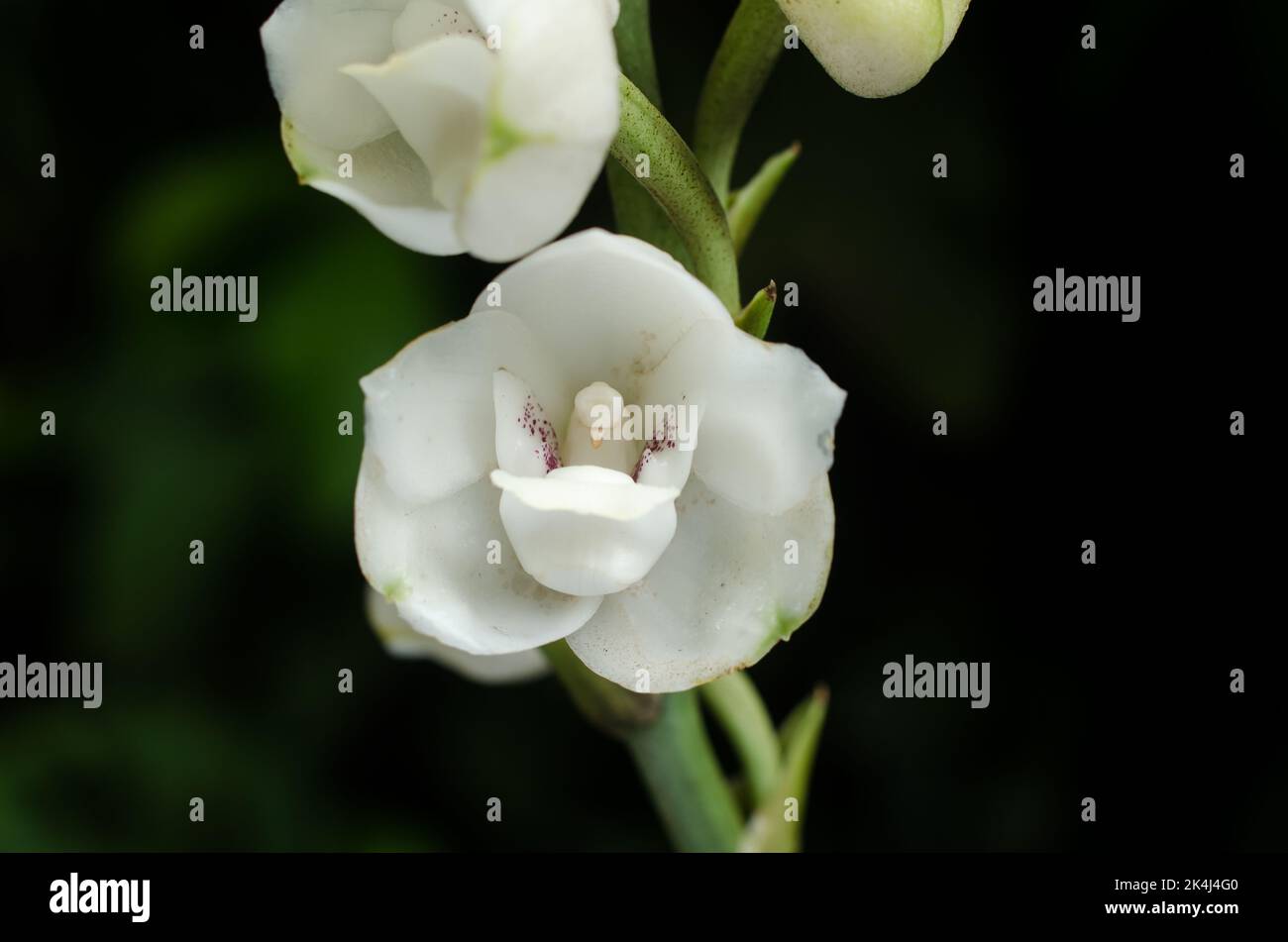 Peristeria elata noto anche come colomba Orchid, il fiore nazionale di Panama Foto Stock