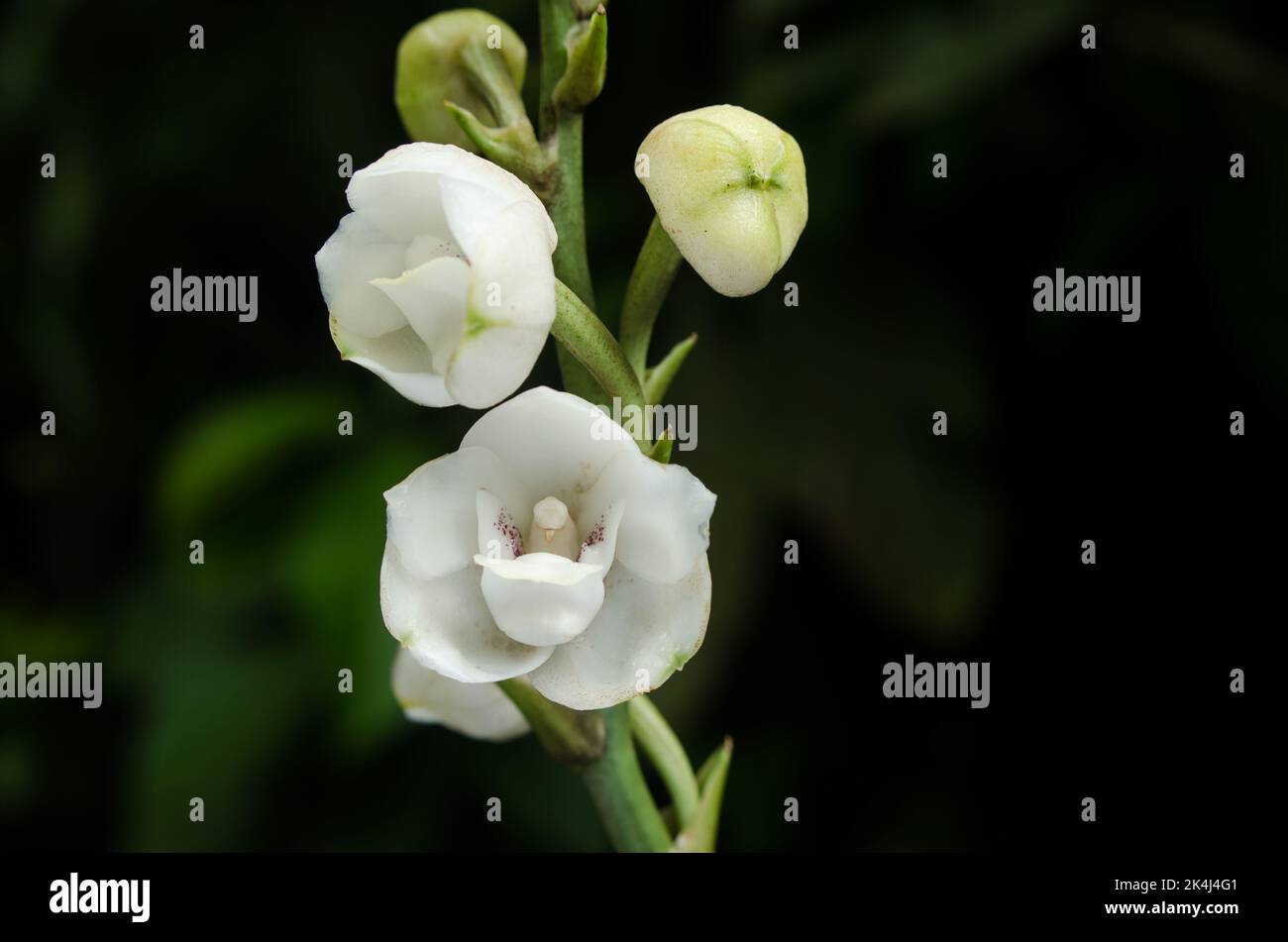 Peristeria elata noto anche come colomba Orchid, il fiore nazionale di Panama Foto Stock