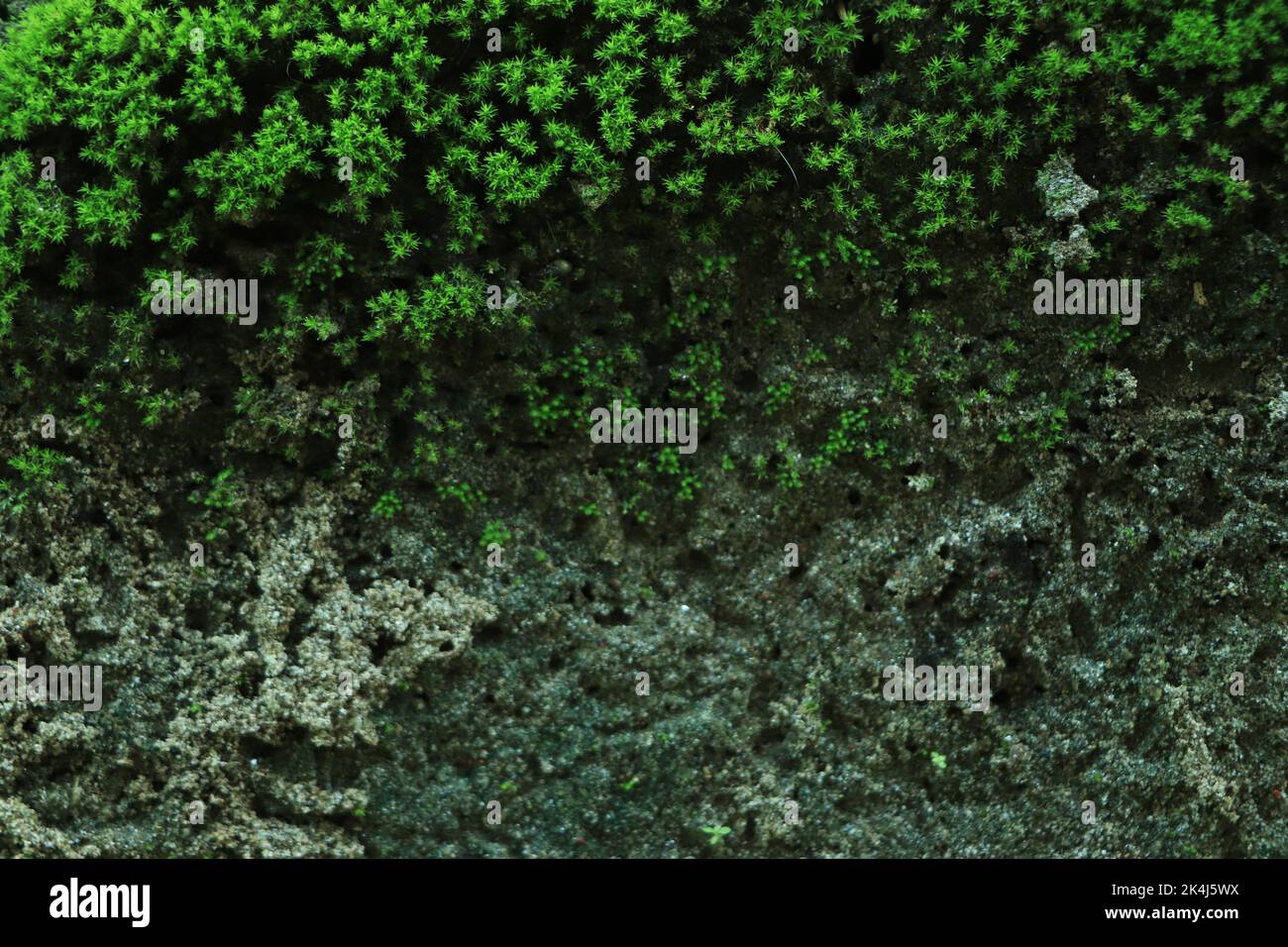 Muschio verde decorativo utilizzato per il design degli interni come sfondo creativo, decorazione di ambienti moderni e uffici, texture naturale di muschio di renna Foto Stock