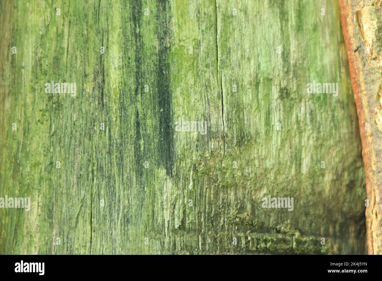 Albero sfondo texture sfondo primo piano Foto Stock