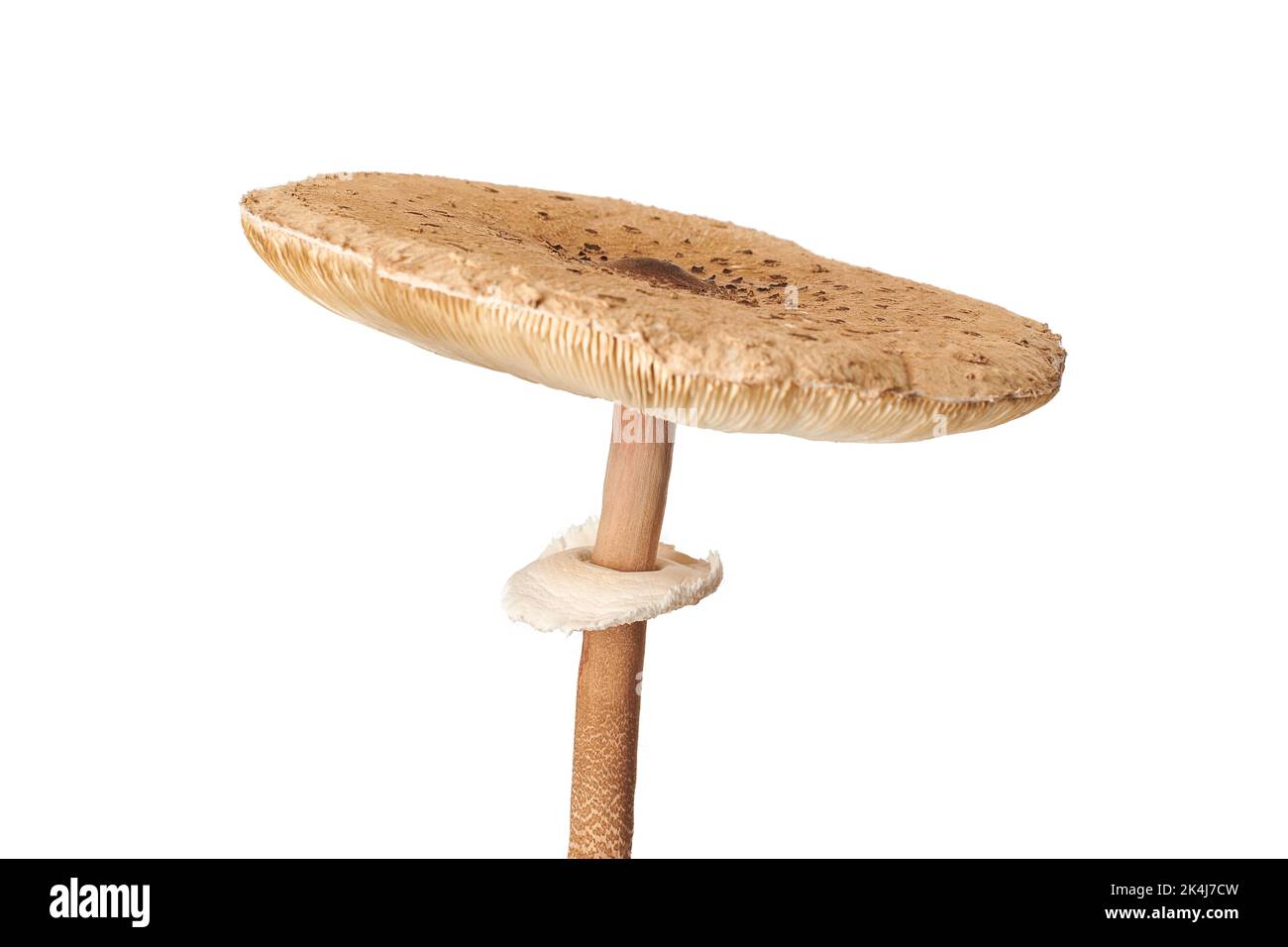 Macrolepiota priera parasolo isolato su fondo bianco, fungo marrone con grande berretto agarico e fascia alta. Funghi parasoli commestibili Foto Stock