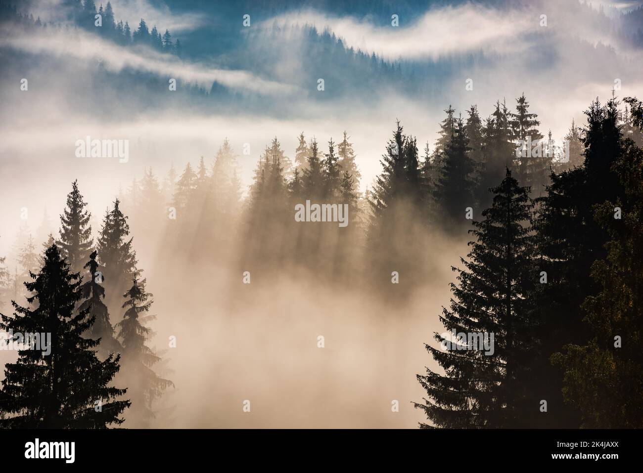 Foresta nella nebbia mattutina. Nebbia divisa dai raggi del sole. Vista mattutina sulla zona umida delle montagne. Foto Stock