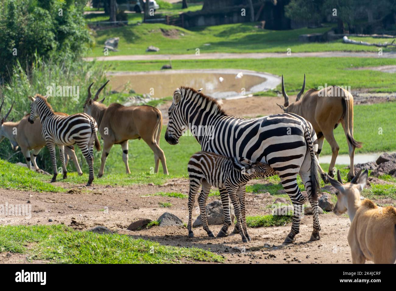 Equus quagga zebra e baby zebra, intorno antilope, baby zebra sta nutrendo, animali africani. Messico, Foto Stock