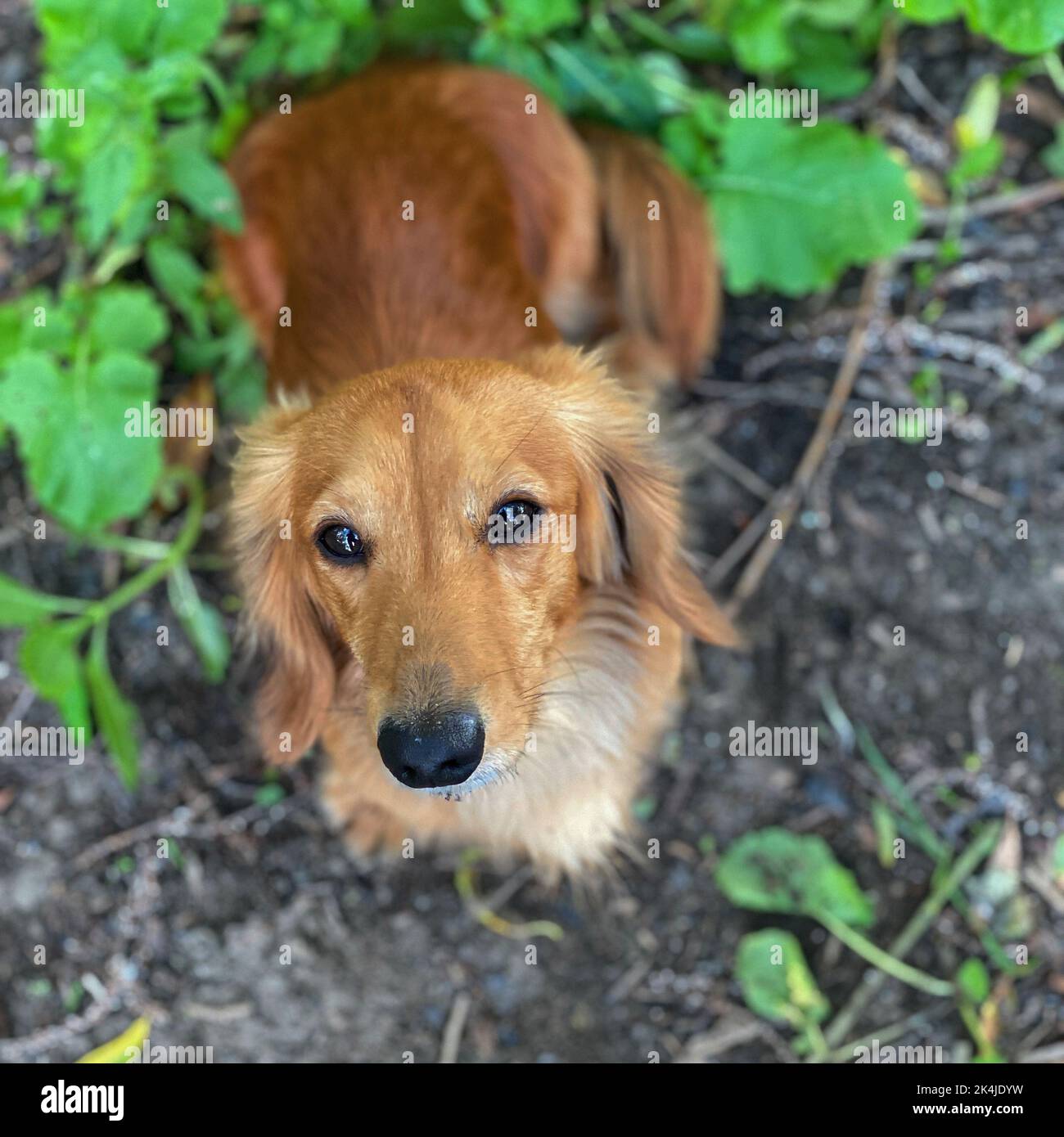 Un angolo alto di un Dachshund dorato (Canis Lupus) che si infissia nella telecamera Foto Stock