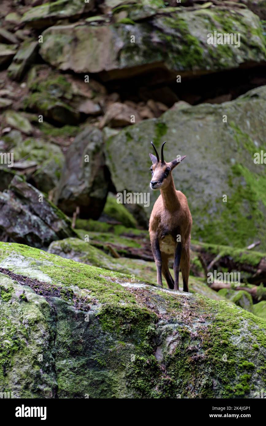 Scultura di capra di montagna dei Pirenei in Benasque. Foto Stock