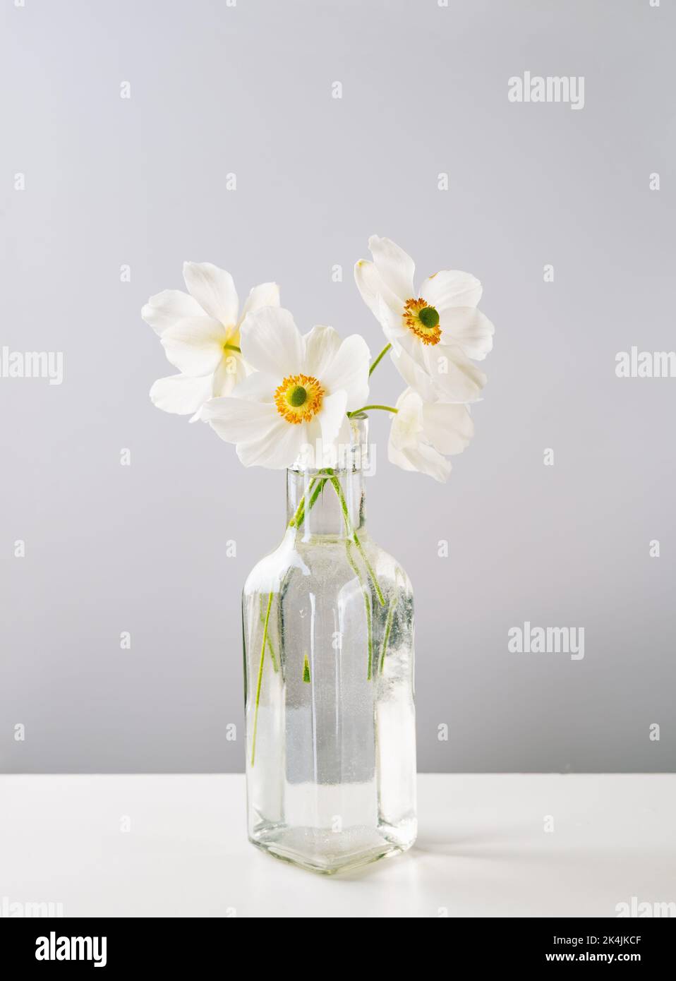 Delicato anemone bianco fiori in vaso di vetro su sfondo grigio chiaro Foto Stock