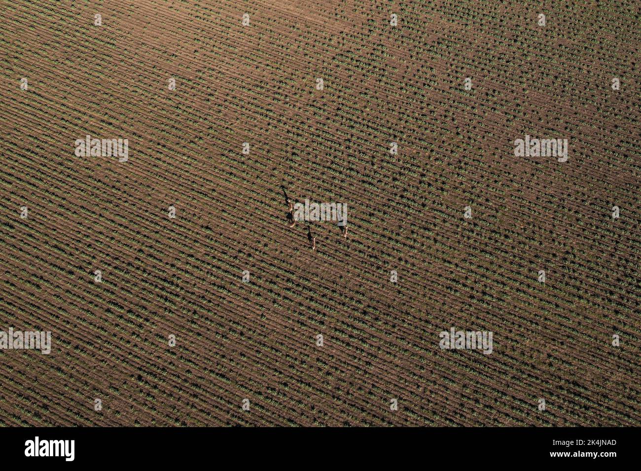 Ripresa aerea di un gruppo di caprioli che corrono sul campo coltivato di erba di grano, vista dall'alto Foto Stock