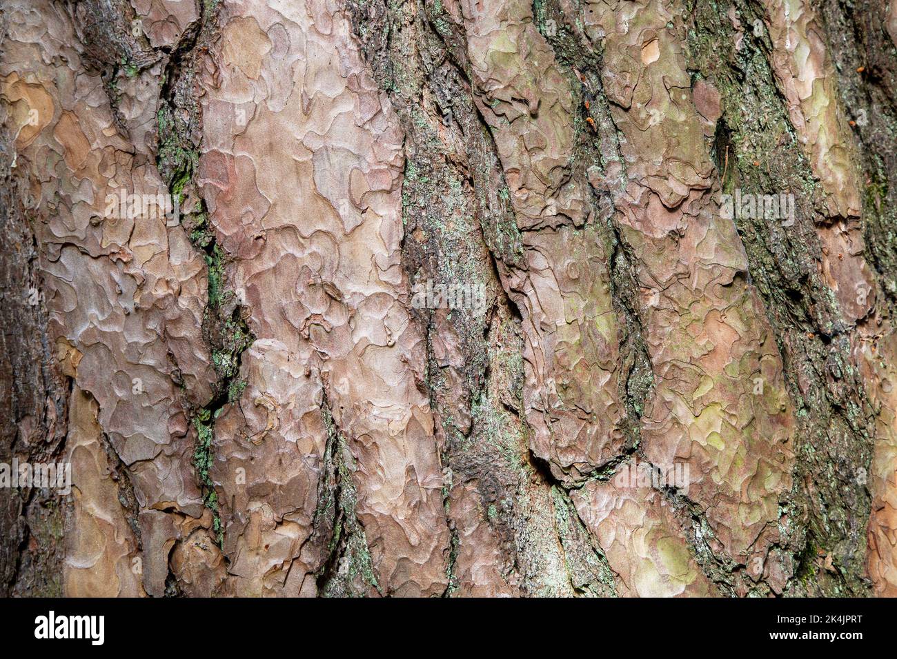 Primo piano della corteccia dell'albero di Pinus Sylvestris (pino Scotch) Foto Stock