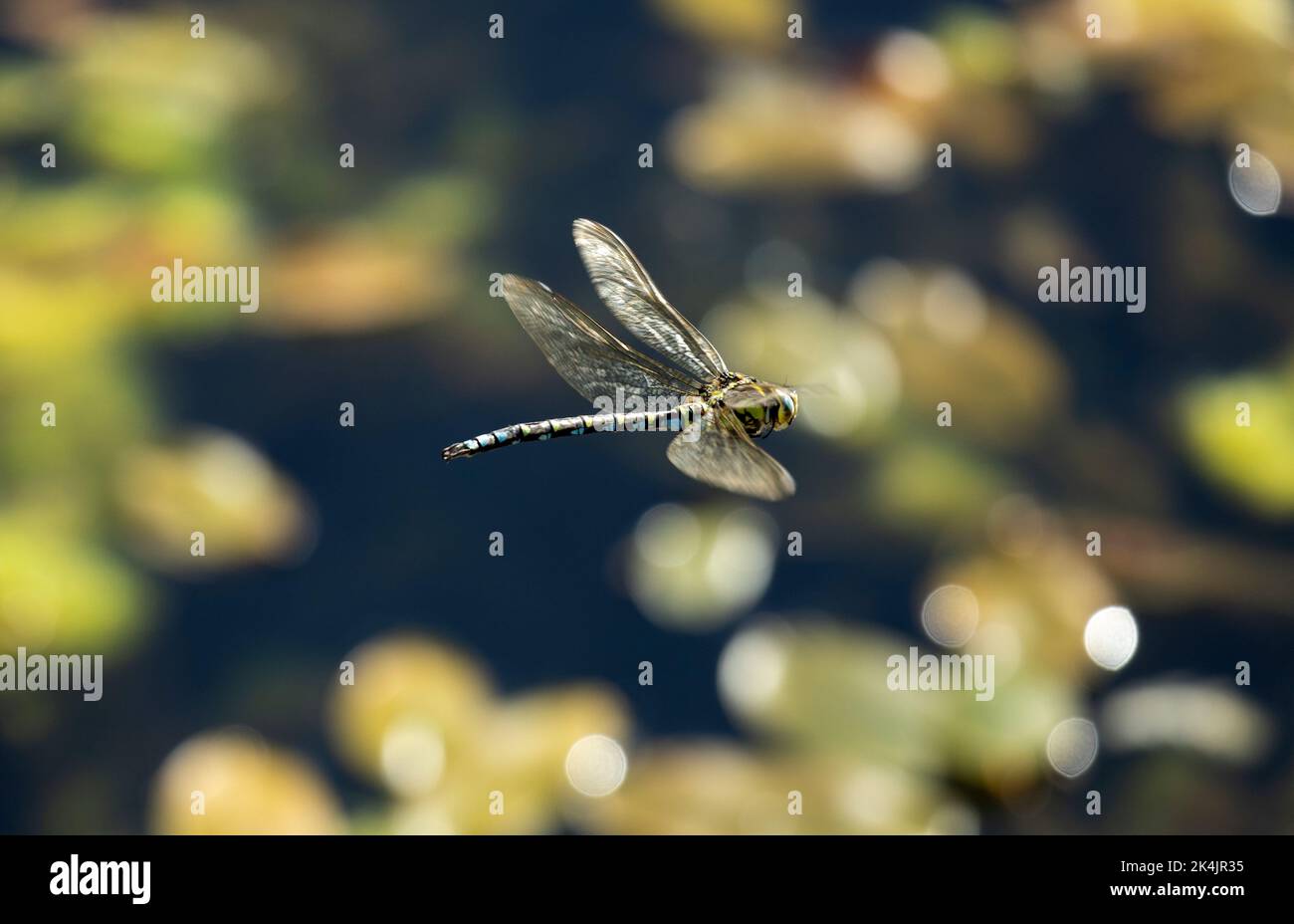 Una libellula comune e diffusa nel Regno Unito meridionale, l'imperatore Dragonfly è la più grande specie delle isole britanniche. Si stanno diffondendo a nord e ad ovest Foto Stock