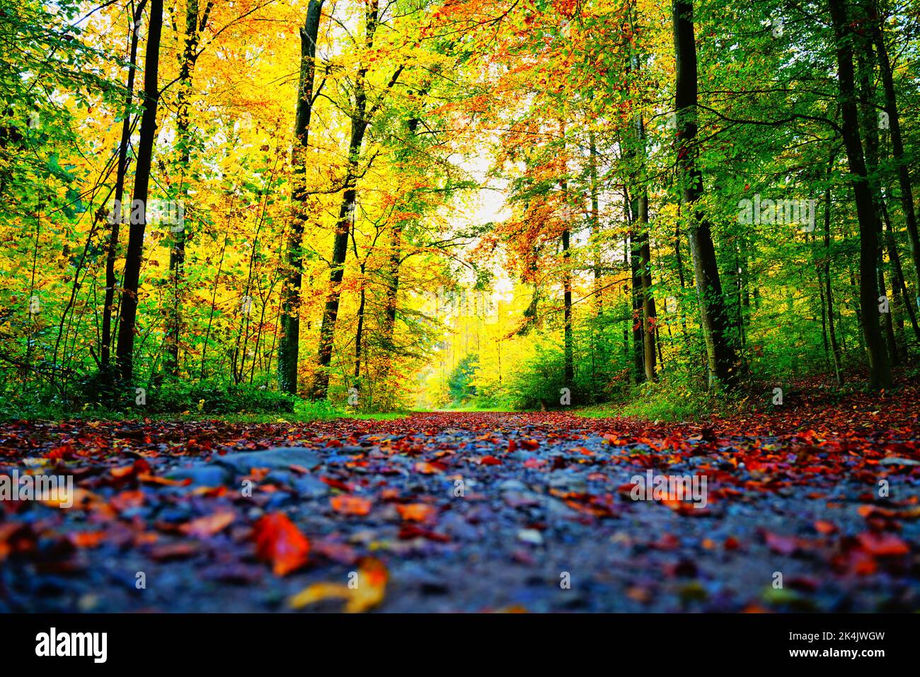 automn a parigi, francia, europa Foto Stock