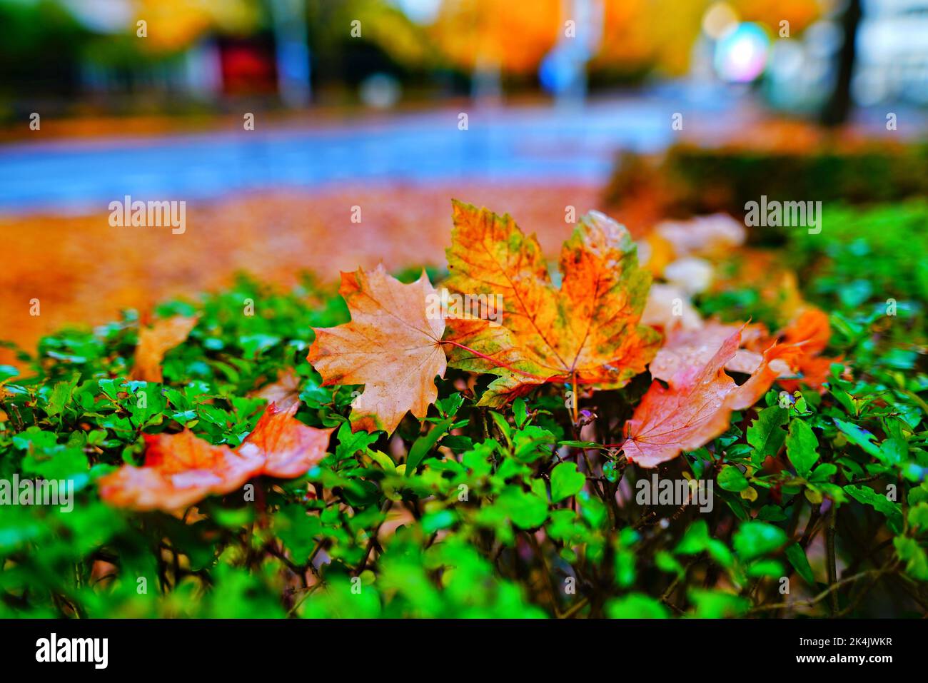 automn a parigi, francia, europa Foto Stock