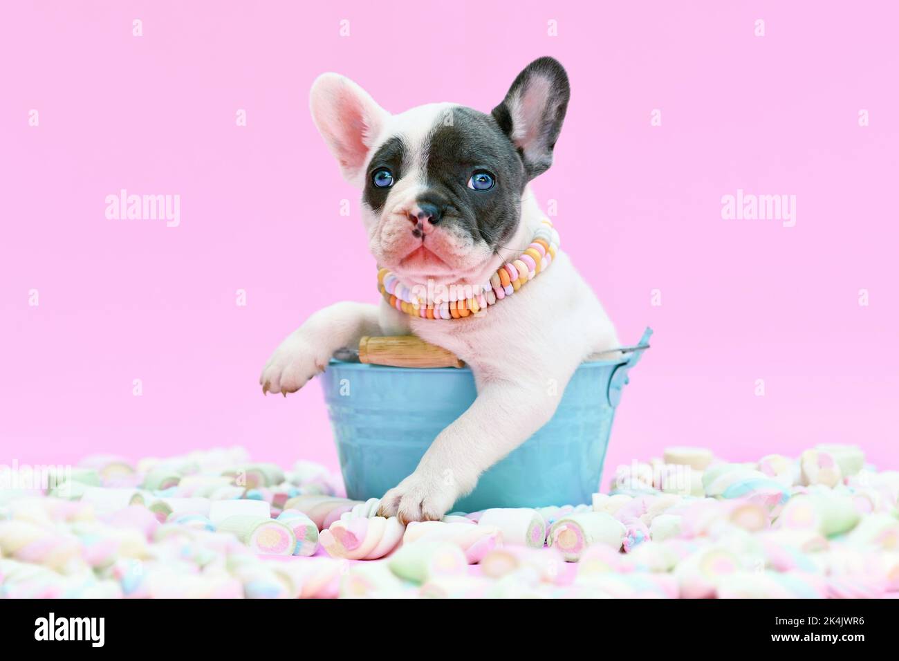 Cute blu pied francese Bulldog cane cucciolo in secchio tra i dolci marshmallow su sfondo rosa Foto Stock