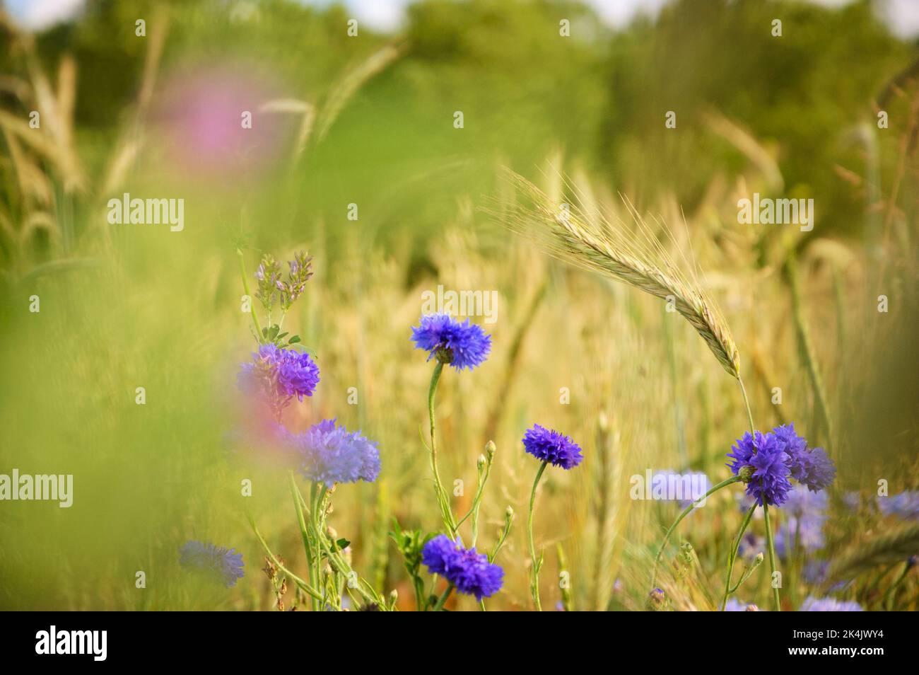 Fiori di mais e altri fiori selvatici e punte al prato in Ile-de-France, Francia. Paesaggio rurale bello. Concetti di biodiversità ed ecologia. Foto Stock