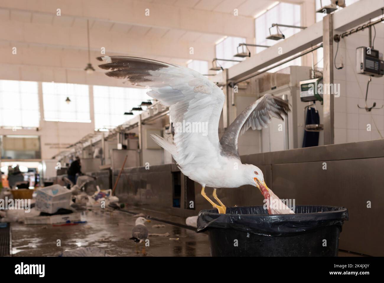 Seagull si avvantaggia della pulizia del mercato e la chiusura per rubare il pesce da una spazzatura può. Alimentazione animale cibo umano-relativo. Cádiz mercato del pesce. Foto Stock