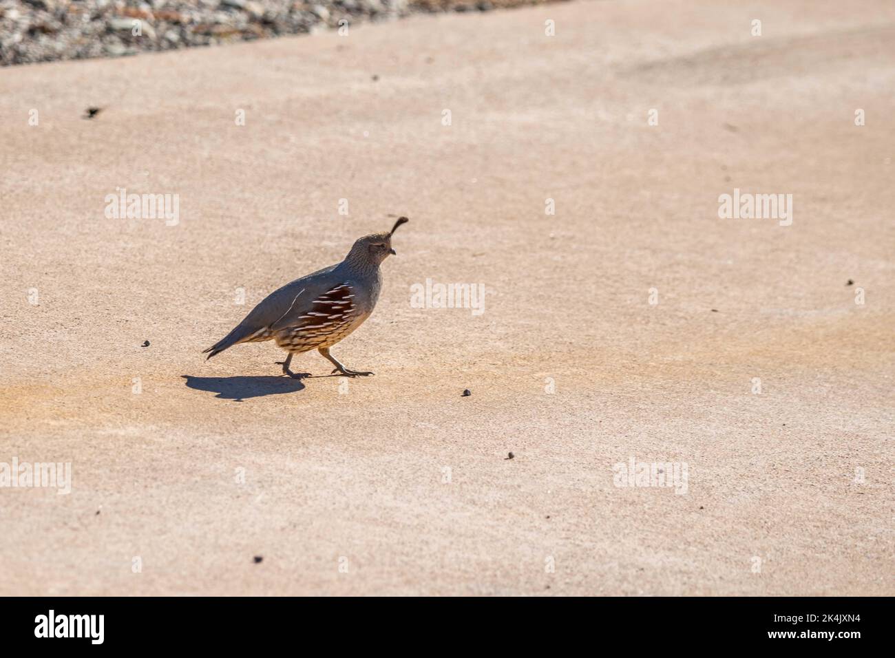 Una quaglia di GAMBEL in Organ Pipe Cactus NM, Arizona Foto Stock
