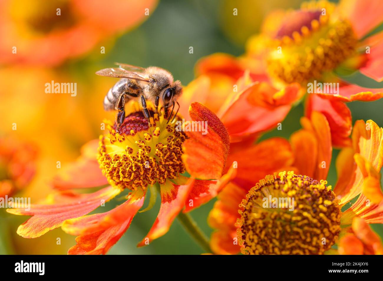 Ape - Apis mellifera - impollina un fiore del comune sneezeweed o Large-flowered sneezeweed - Helenium autumnale Foto Stock