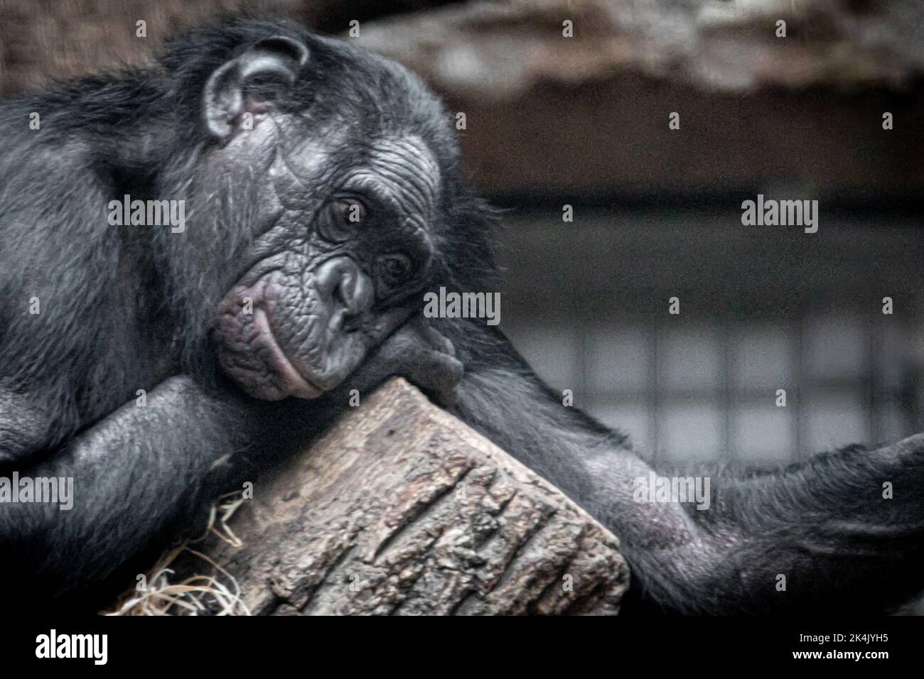 ritratto di una scimpanzé stanca che posa sul braccio Foto Stock