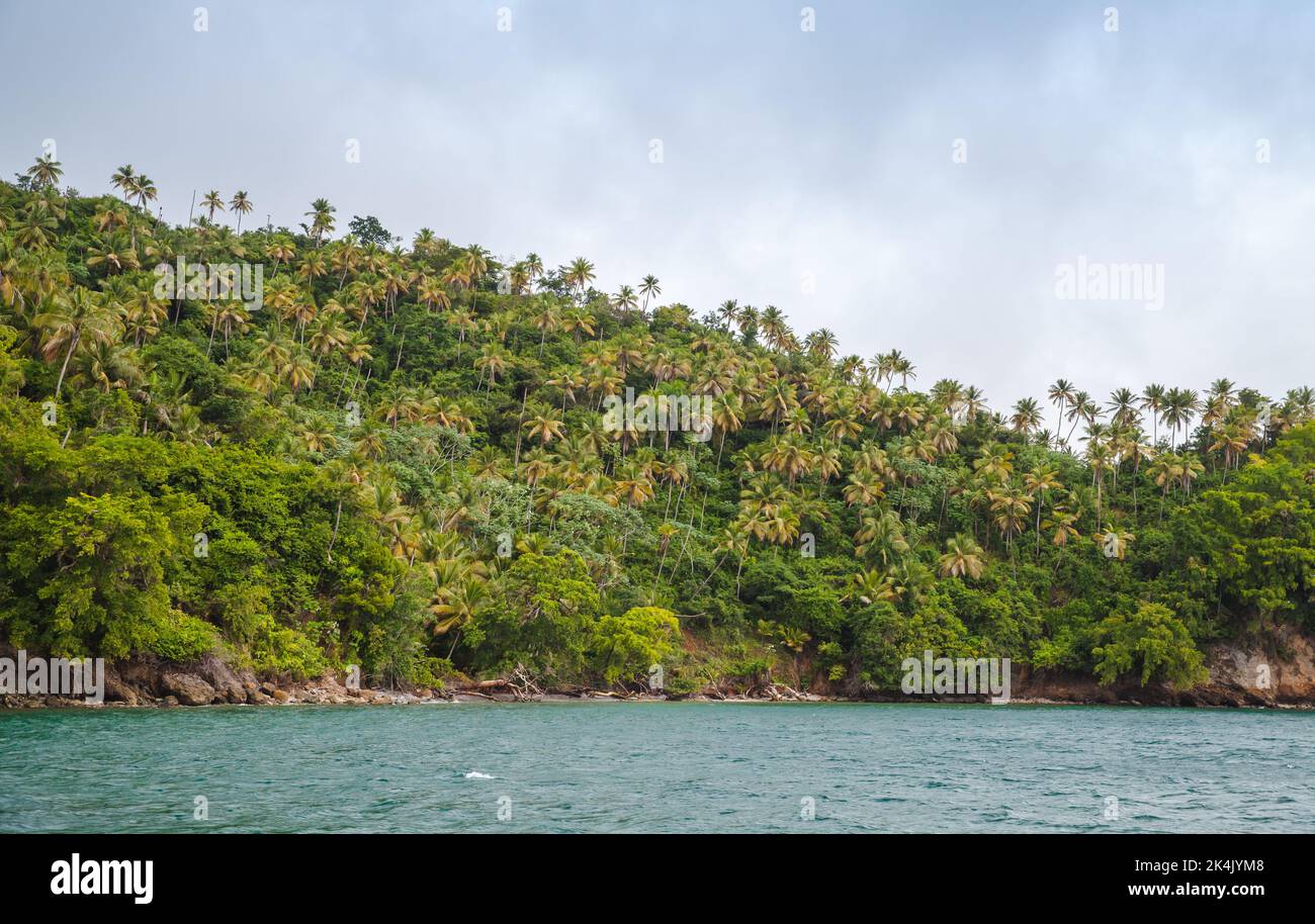 Baia di Samana, vista mare. Palme da cocco crescono sulla costa. Repubblica Dominicana natura Foto Stock