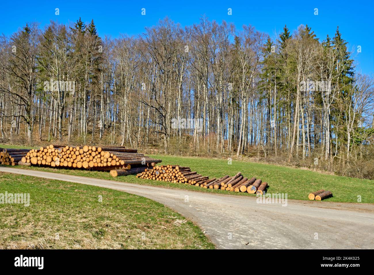 Mucchi di tronchi di legno in un prato sullo sfondo di una foresta. Foto Stock