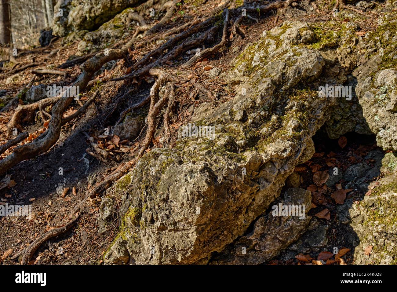 Sistema di radici di alberi e rocce calcaree sporgenti, qui sulla base di un'area boschiva dell'Alpe Sveva vicino Burladingen, Baden-Wurttemberg, Germania. Foto Stock