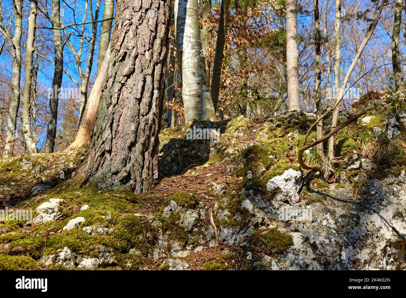 Parte inferiore di alberi e rocce calcaree, qui sulla base di un'area boschiva dell'Albo Svevo vicino Burladingen, Baden-Wurttemberg, Germania. Foto Stock