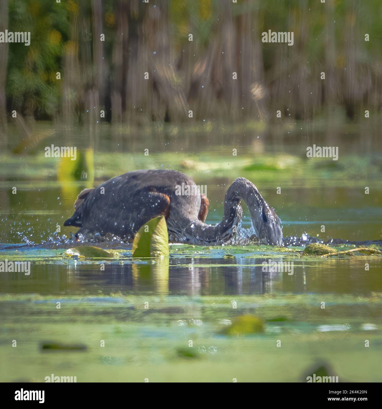 Ho fotografato questo grande Heron blu che pesca lungo la riva del fiume Anapee nella contea di Kewaunee, Wisconsin, durante un viaggio in kayak da Forestville. Foto Stock