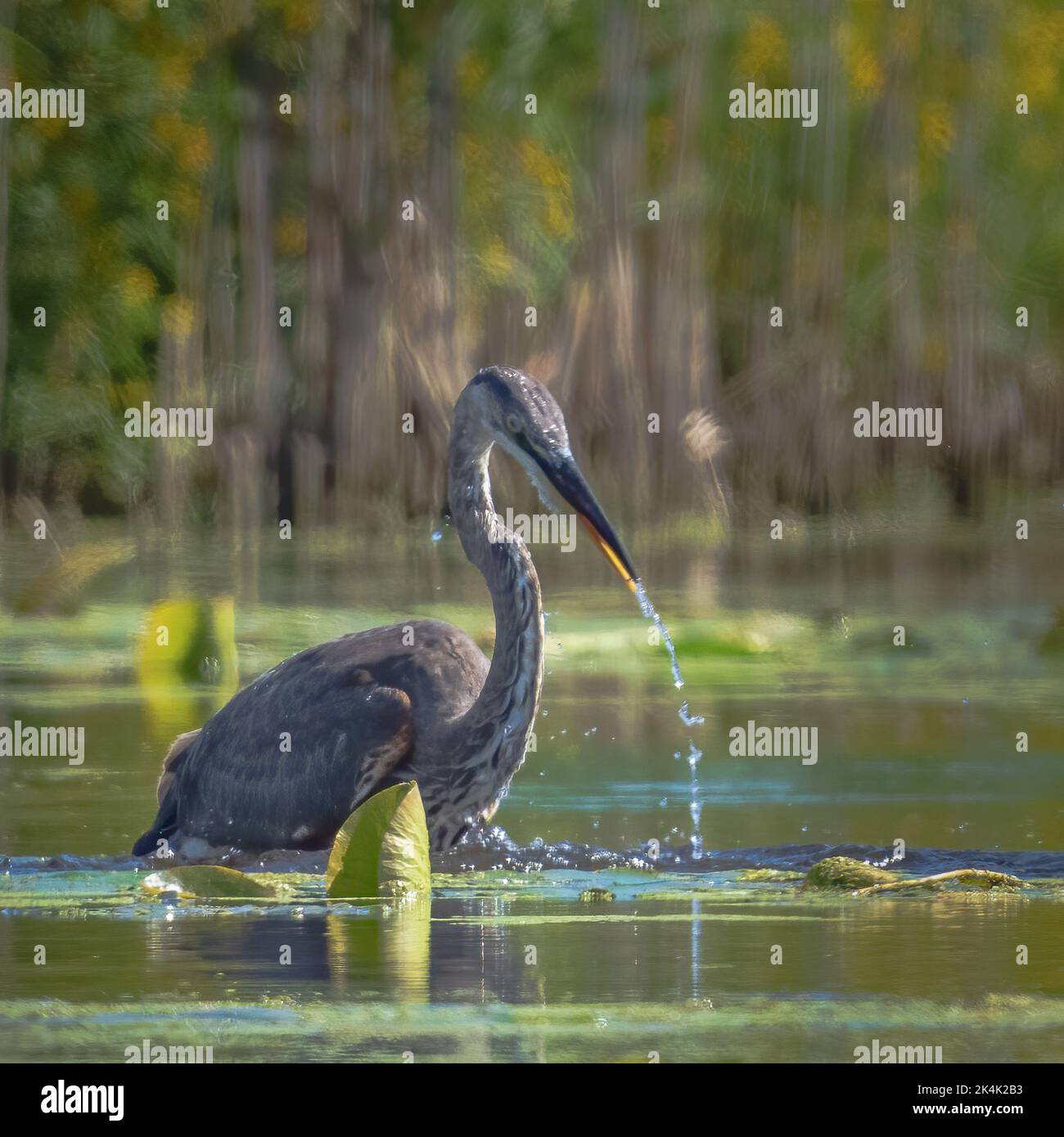 Ho fotografato questo grande Heron blu che pesca lungo la riva del fiume Anapee nella contea di Kewaunee, Wisconsin, durante un viaggio in kayak da Forestville. Foto Stock