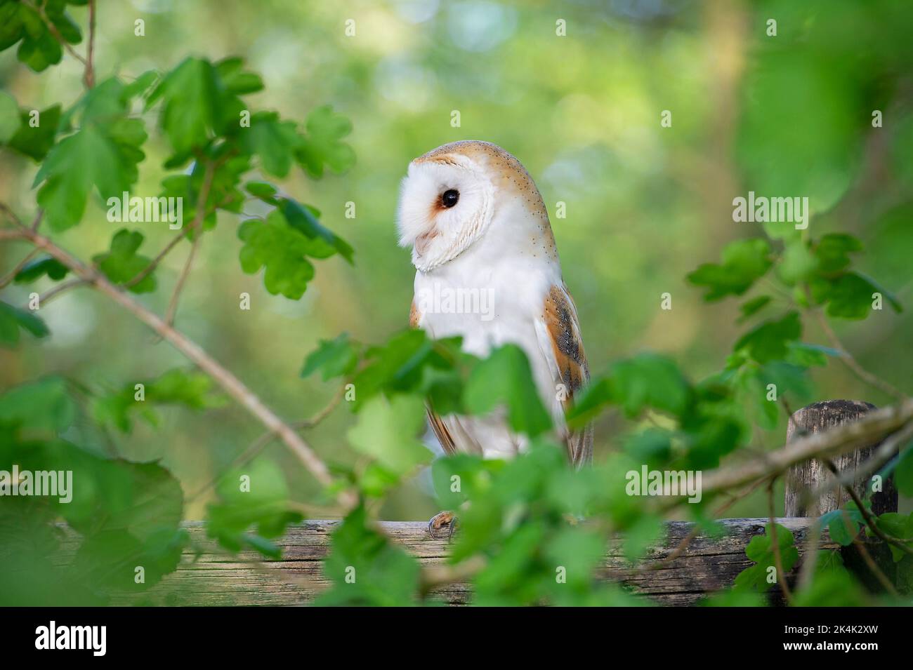 Gufo di fienile (Tyto alba) salvato e riabilitato arroccato su un palo di recinzione in legno coperto da foglie. Foto Stock