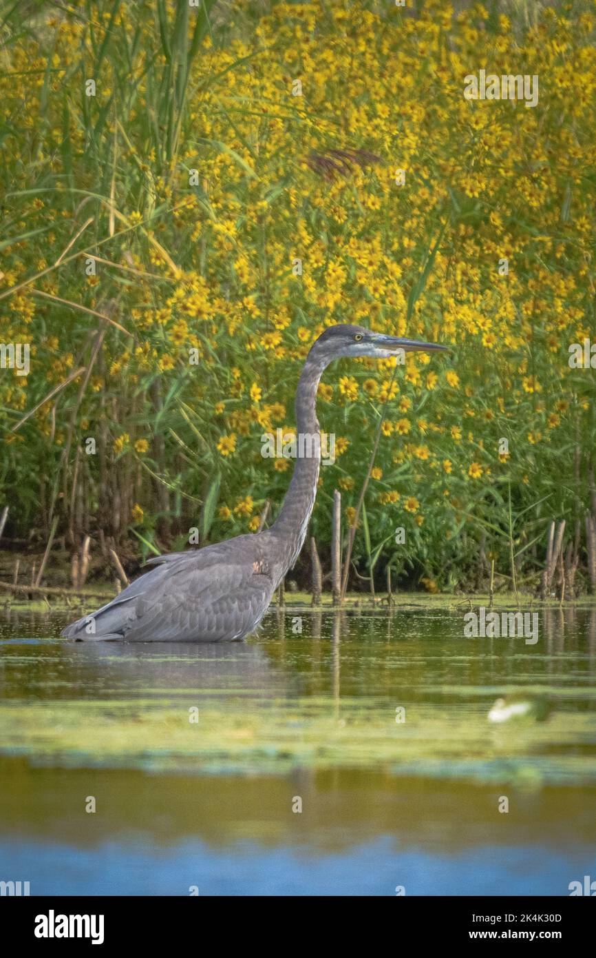 Ho fotografato questo grande Heron blu che pesca lungo la riva del fiume Anapee nella contea di Kewaunee, Wisconsin, durante un viaggio in kayak da Forestville. Foto Stock