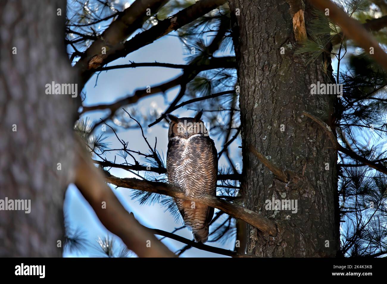 Grande gufo corno - Bubo verginianus seduto sul pino Foto Stock