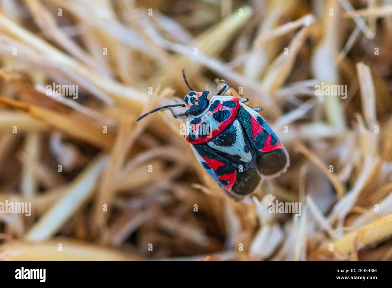 Eurydema ornata, Red Cabbage Bug Foto Stock