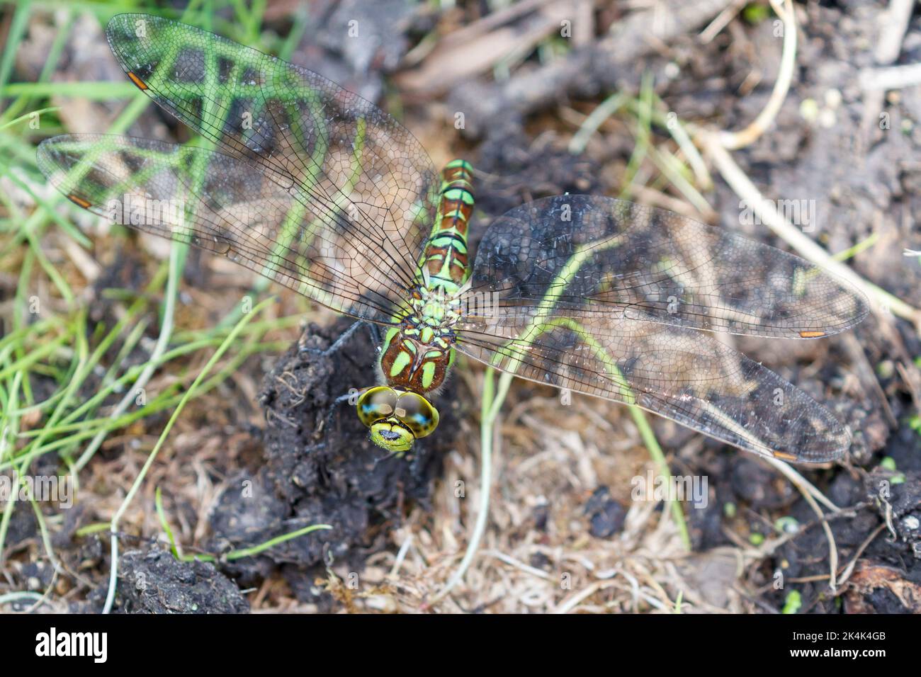 Femmina Southern Hawker (Aeshna cyanea) Sussex, Regno Unito Foto Stock
