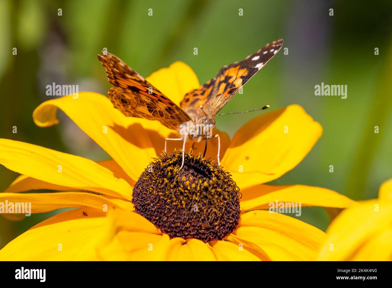 Farfalla donna dipinta (Vanessa cardui) che si nutrono di un fiore giallo, Sussex, UK Foto Stock