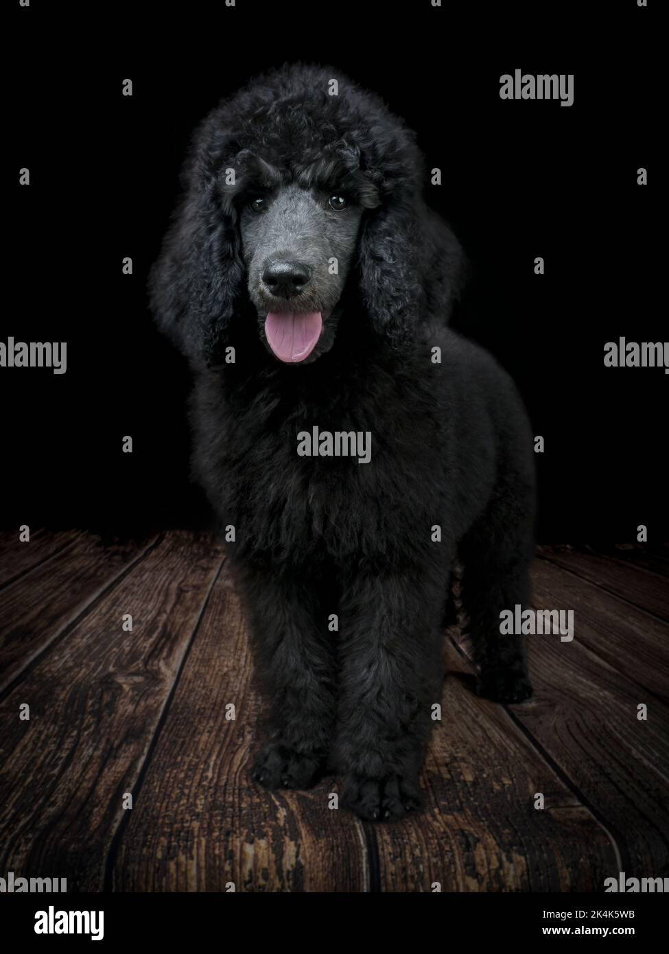 Cucciolo Blue Standard Poodle di tre mesi Foto Stock