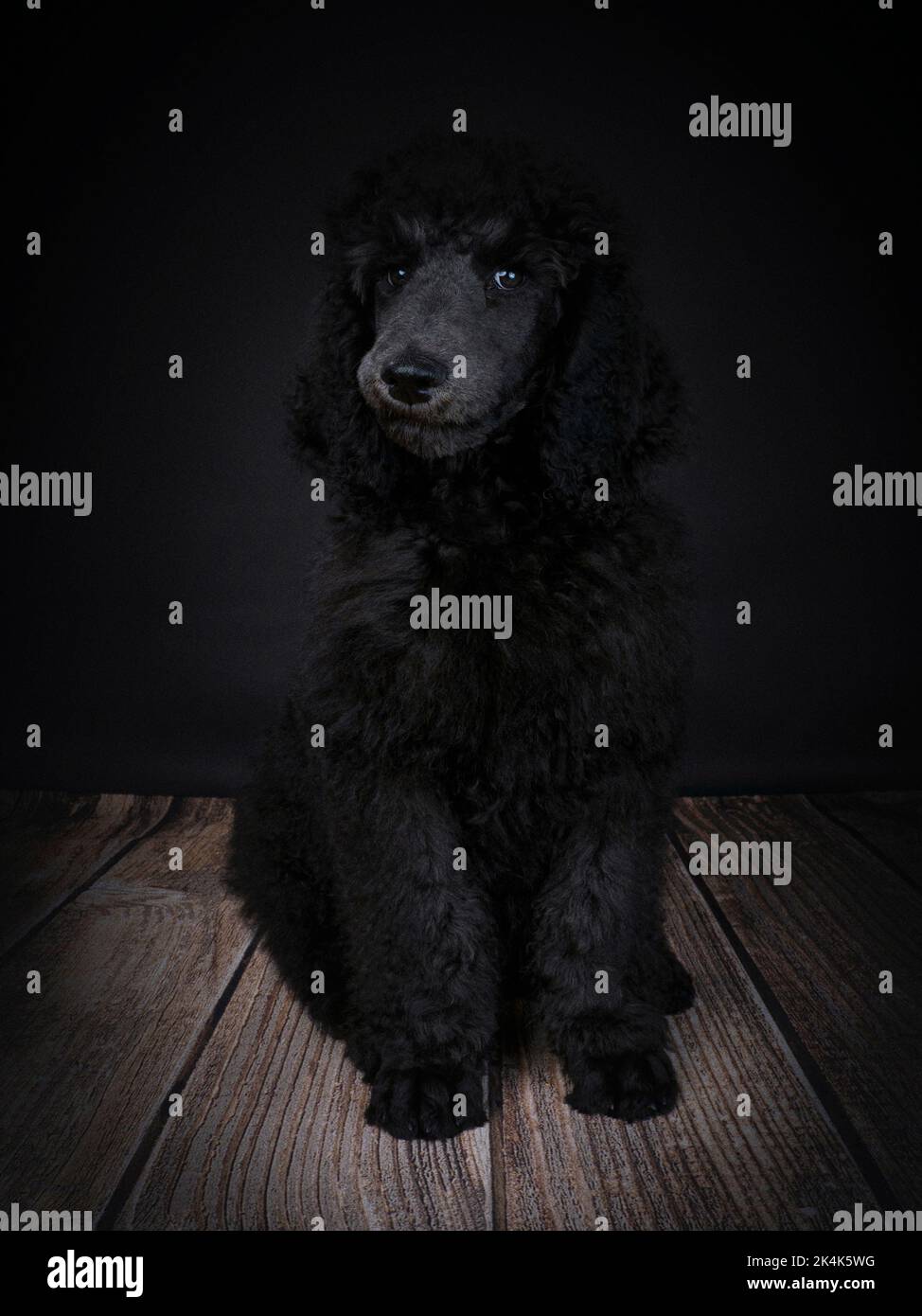Cucciolo Blue Standard Poodle di tre mesi Foto Stock