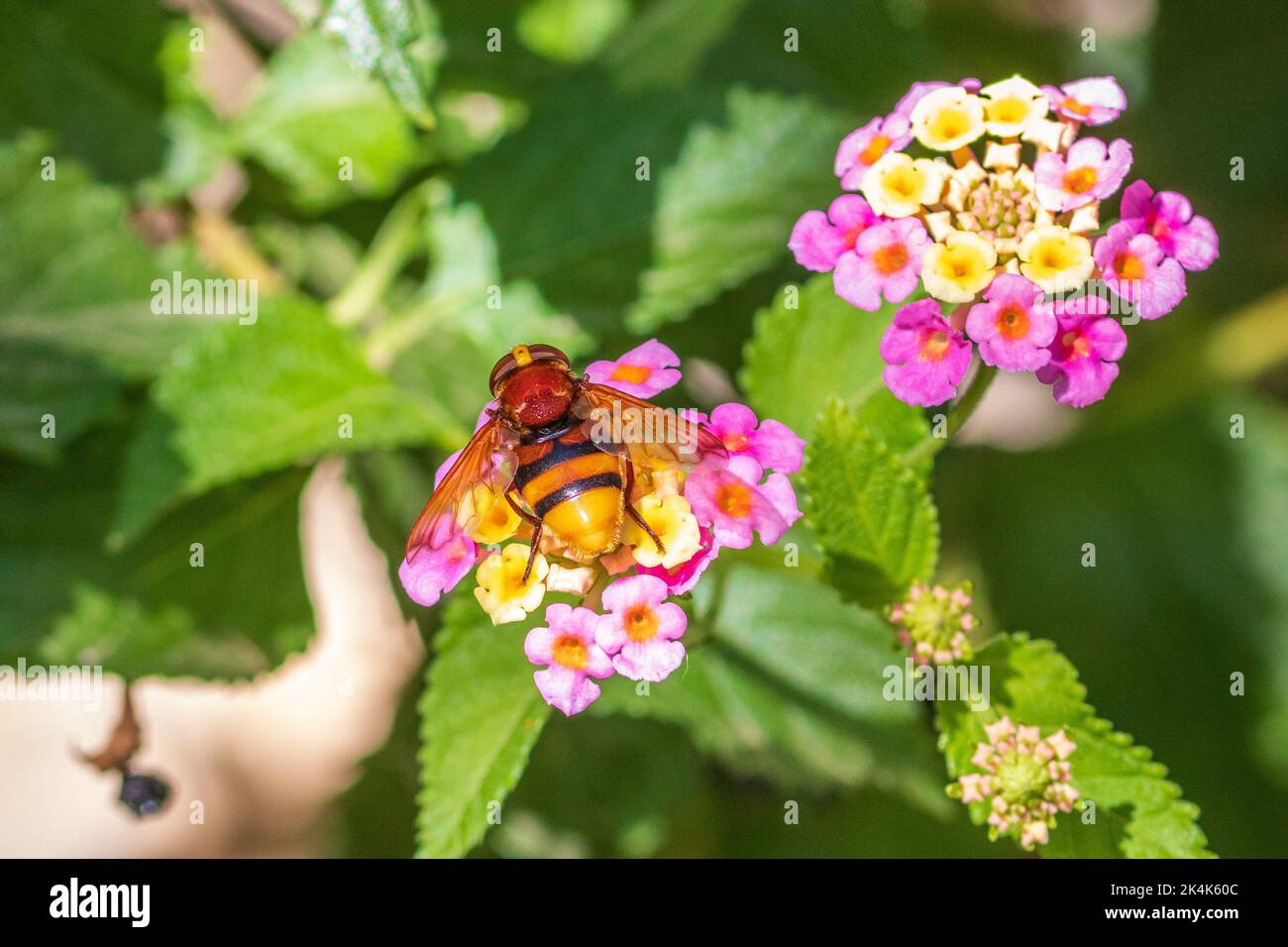 Volucella zonaria, Hornet mimare Hoverfly su un fiore di Lantana Foto Stock
