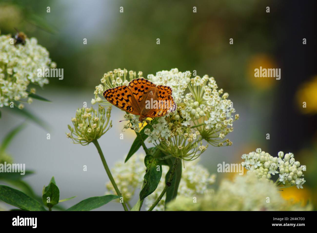 Mantello dell'imperatore delle farfalle, Argynnis pahia, su fiore bianco Foto Stock